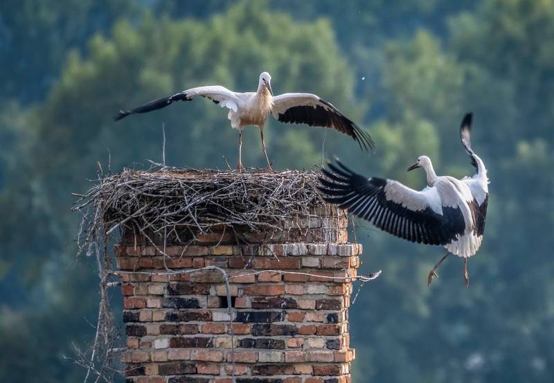 Professional Chimney Animal Removal Services in Downers Grove, Illinois