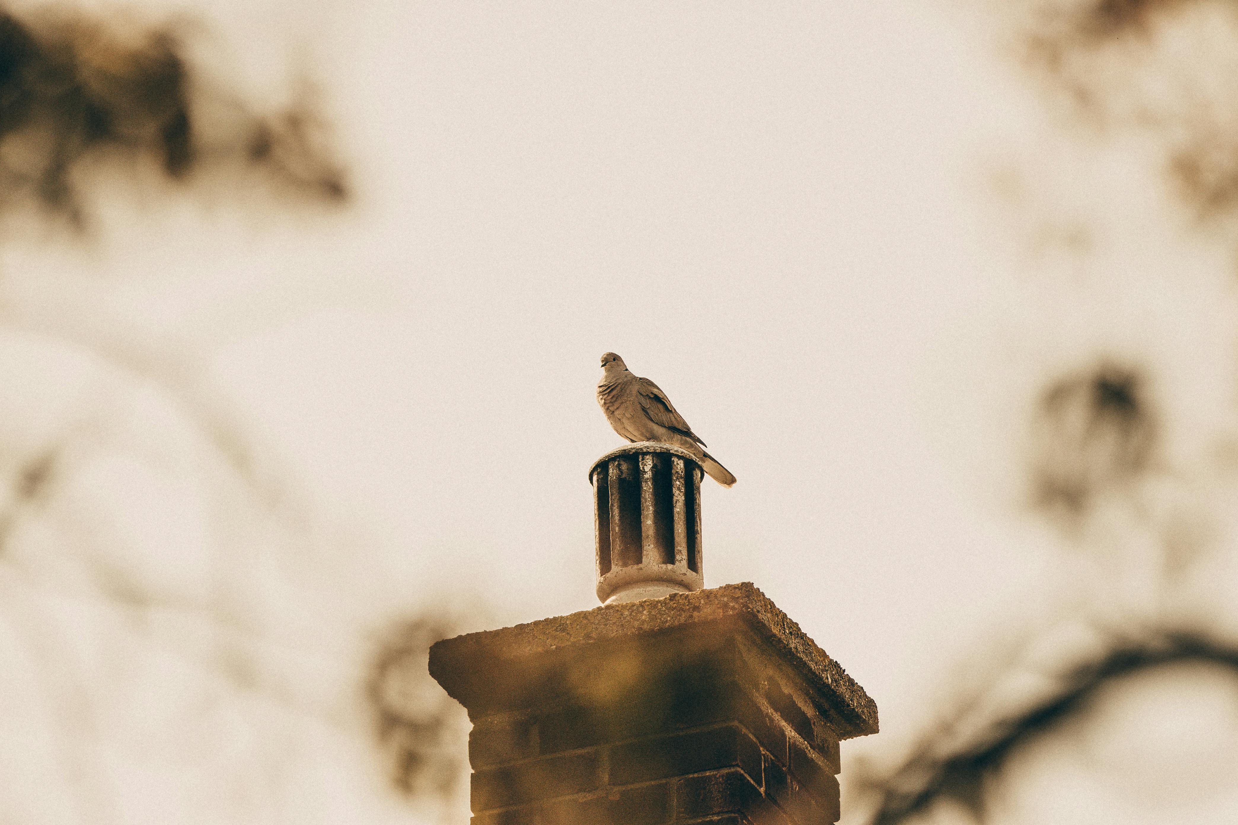 Professional Chimney Cap and Damper In Downers Grove Illinois